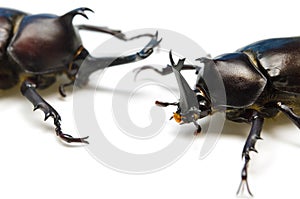 Japanese rhinoceros beetle photo