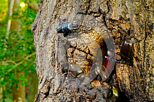 Japanese rhinoceros beetle and stag beetle photo