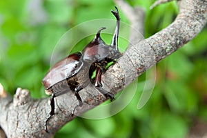 Japanese rhinoceros beetle Trypoxylus dichotomus / Allomyrina dichotomus in Japanese it is called Kabutomushi.