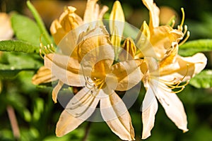 Japanese Rhododendron is a deciduous shrub, subspecies Rhododendron molle.