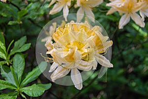 The Japanese rhododendron flower is a deciduous shrub, a subspecies of the molle rhododendron