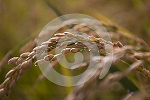 Japanese rice field in autumn harvest