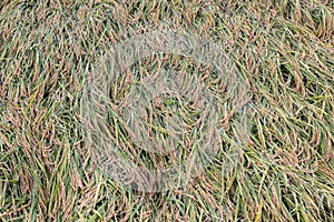 Japanese rice field in autumn