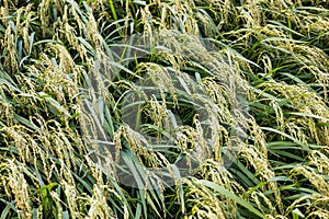 Japanese rice field in autumn