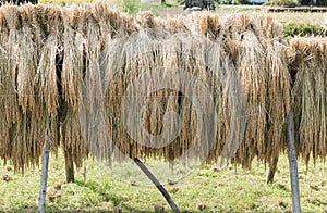 Japanese rice stalks reaped hanging to dry