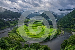 Japanese rice terraces in summer