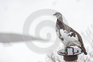Japanese rock ptarmigan bird