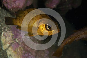 Japanese Rockfish-Sebastes sp. photo