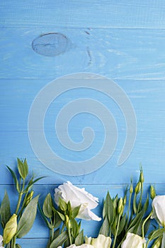 Japanese rose from below close-up on a blue wooden background