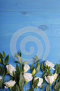 Japanese rose white lie in a row from below on a blue wooden background