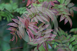 Japanese rowan Sorbus commixta, red autumn foliage photo