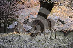Japanese sacred deer during cherry blossom season