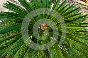 Japanese sago palm.