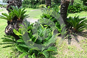 Japanese sago palm ( Cycas revoluta ) leaves and flower (male and female flowers).