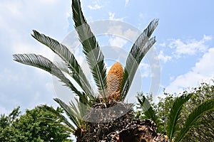 Japanese sago palm ( Cycas revoluta ) leaves and flower (male and female flowers).