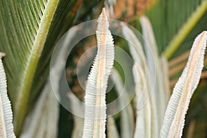 Japanese sago palm or king sago, sago palm, sago cycad (Cycas revoluta) spring foliation detail close-up