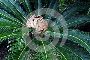 Japanese sago palm rosette with inflorescence