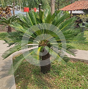 Japanese sago palm, is a species of gymnosperm in the family cycadaceae, native to Southern Japan, including the Ryukyu Islands
