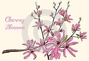 Japanese Sakura, Blooming cherry, magnolia or almond. Wild Flowers with leaves. Wedding plant with leaf and buds