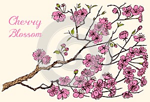Japanese Sakura, Blooming cherry, magnolia or almond. Wild Flowers with leaves. Wedding plant with leaf and buds