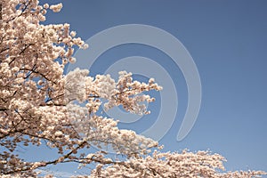 Japanese sakura blossom against the blue sky