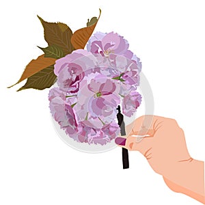 Japanese sakura blossom branch in hand vector isolated illustration