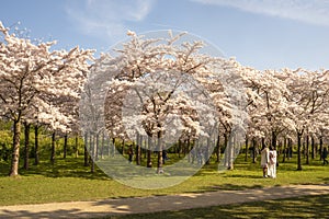 Japanese sakura blossom in a park in the Netherlands