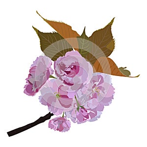Japanese sakura branch blossom vector isolated illustration