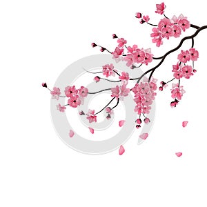 Japanese sakura. The branch of dark pink sakura blossom. photo