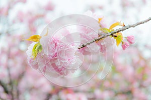 Japanese sakura cherry blossom with soft focus and filter