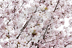 Japanese sakura or cherry blossom in spring. Soft, gentle, pink, flower background