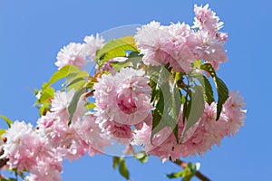 Japanese sakura cherry blossoms against the sky.