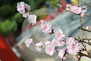 Japanese Sakura Cherry Blossoms flowers plant on display