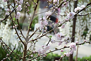 Japanese Sakura Cherry Blossoms flowers plant growing in the wild