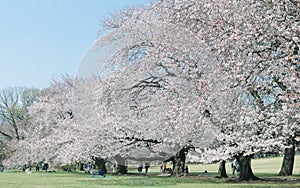 Japanese Sakura cherry blossoms in full bloom in park, Tokyo