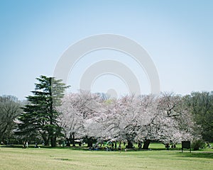 Japanese Sakura cherry blossoms in full bloom in park, Tokyo