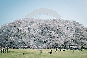 Japanese Sakura cherry blossoms in full bloom in park, Tokyo