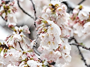 Japanese sakura cherry blossoms in snow 2