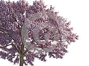 Japanese sakura flower, full blooming pink cherry blossoms tree isolated on white background. photo