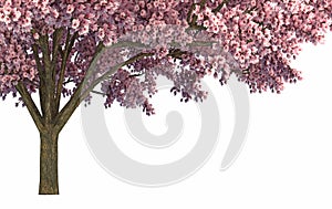 Japanese sakura flower, full blooming pink cherry blossoms tree isolated on white background.