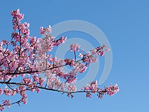Japanese sakura, full blooming pink cherry blossoms tree on blue sky background
