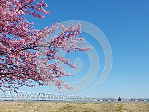 Japanese Sakura, full blooming pink cherry blossoms tree and blue sky on spring season photo