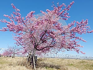 Japanese Sakura, full blooming pink cherry blossoms tree and blue sky on spring season photo
