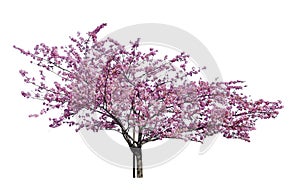 Japanese sakura, full blooming pink cherry blossoms tree isolated on white background photo