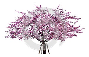 Japanese sakura, full blooming pink cherry blossoms tree isolated on white background