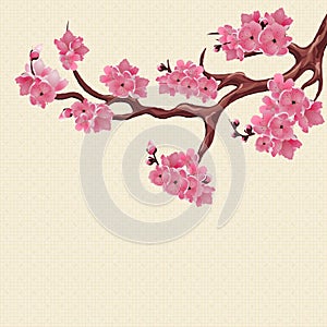 Japanese Sakura. Lush branch dark pink cherry blossom.