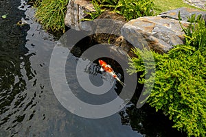 Japanese Sanke Koi fish swimming in the pond