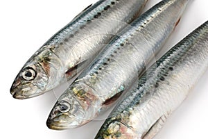 Japanese sardine, japanese pilchard