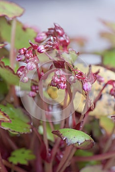 Japanese Saxifrage, Saxifraga cortusifolia, pink-lilac budding flowers