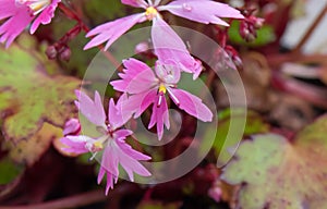 Japanese Saxifrage, Saxifraga cortusifolia, pink-lilac flower sloe-up
